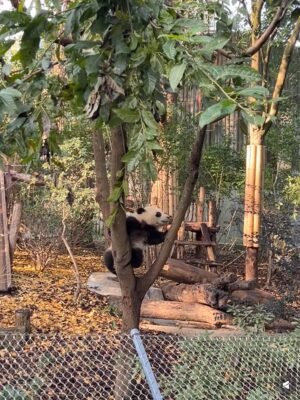 Chengdu 1-Day Tour: Giant Panda Base & Sanxingdui Museum